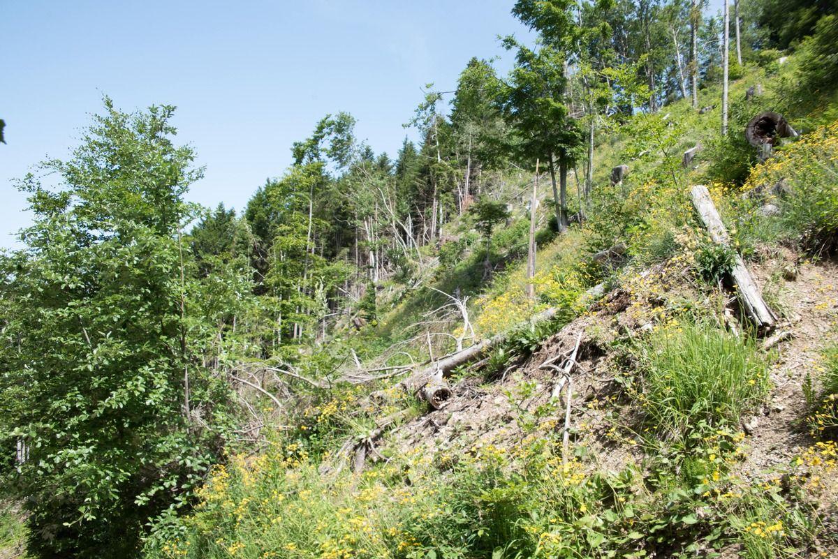Reforest’Action accélère la régénération des écosystèmes avec une levée de 20 millions d’euros