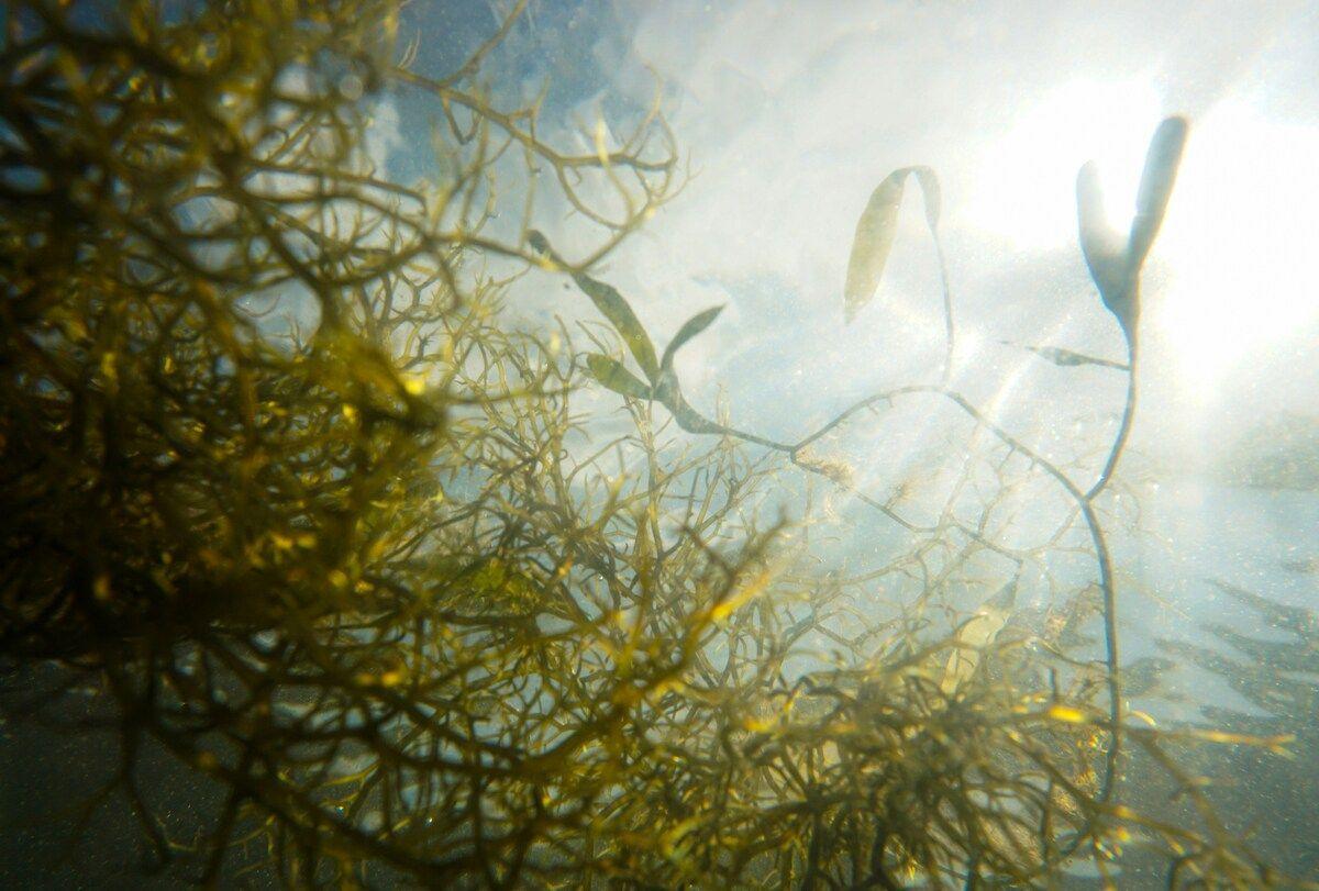 Alimentation : Inalve lève 4,7 millions d’euros pour développer ses algues