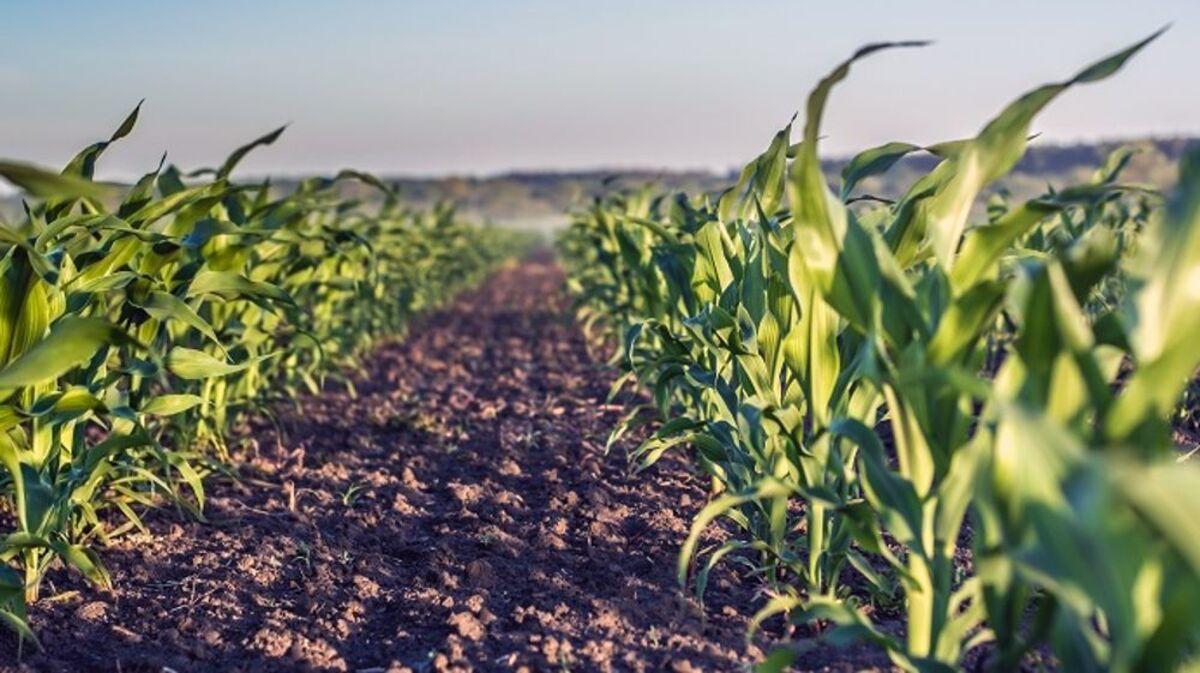 Elicit Plant, lève 45 M€ pour accélérer son expansion