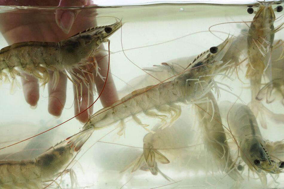 Agriloops lève 13 millions d’euros pour ses gambas locales