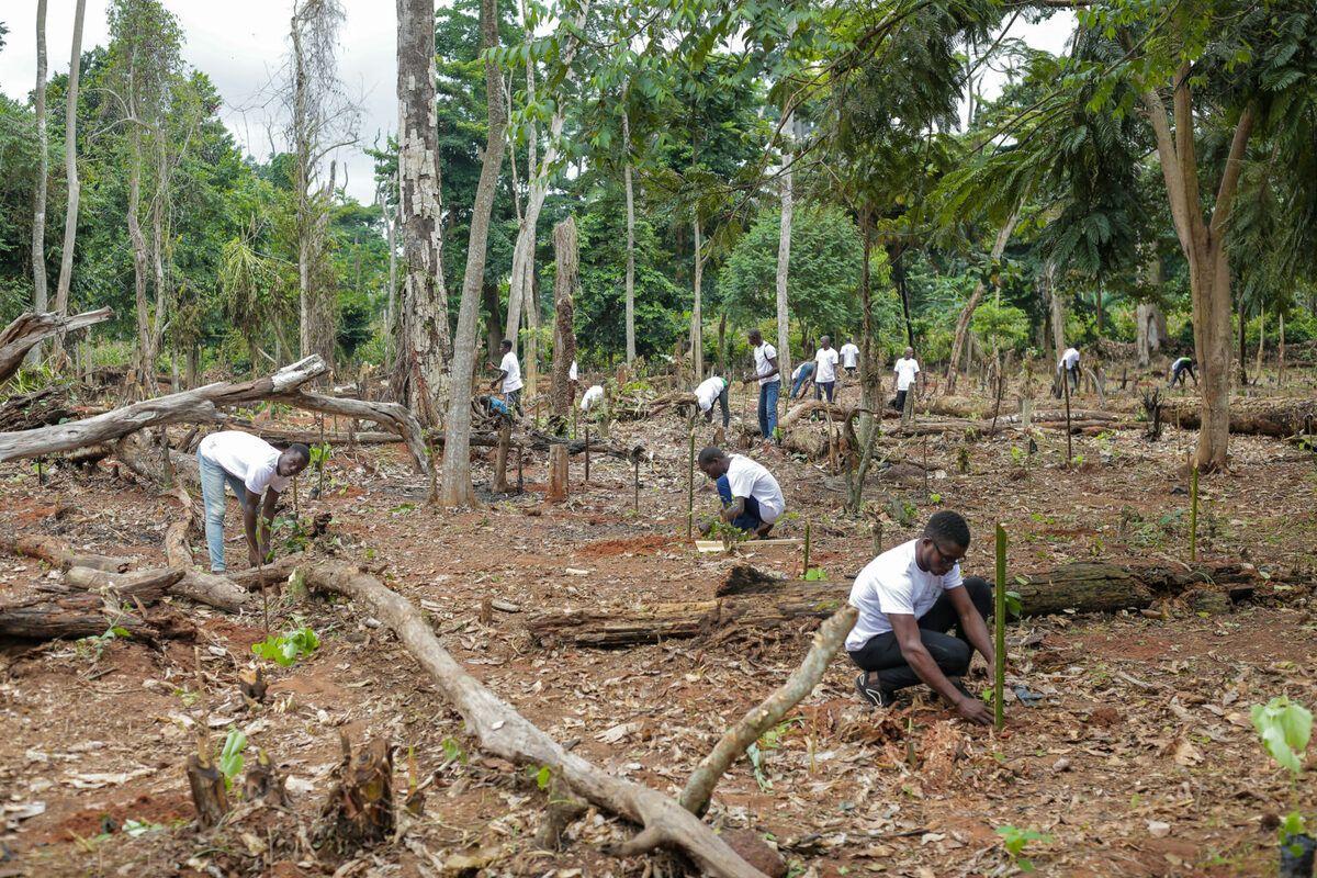 aDryada lève 10 M€ pour étendre ses projets de reforestation